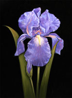 Lavender Iris