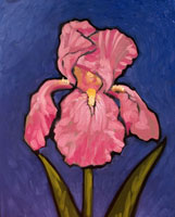 Pink Iris