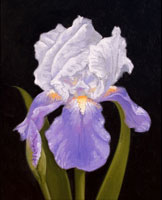 Purple Iris