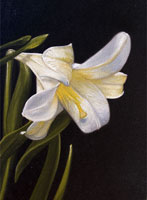 White Lily