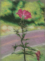 Roadside Petunia