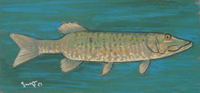 Muskie